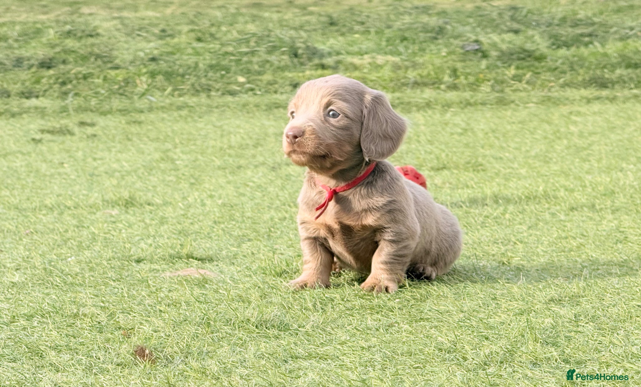 Miniature Dachshund dogs Beautiful miniature babies  - Advert 10