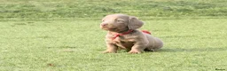 Miniature Dachshund dogs for sale: Beautiful miniature babies  - Advert 27
