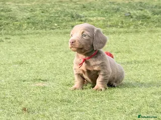 Miniature Dachshund dogs Beautiful miniature babies - Advert 4