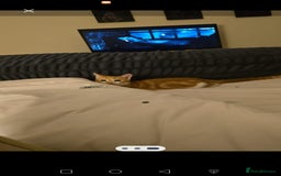 British Shorthair cats for sale: Ginger domestic shorthair  - Image 2