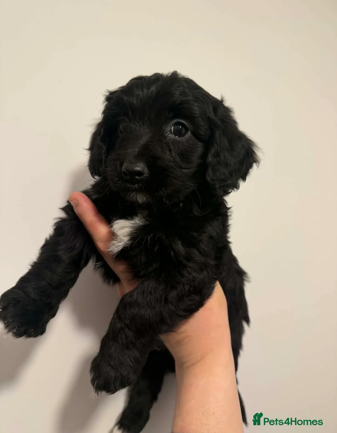 Cavapoo dogs for sale: Toy Cavapoo - Advert 7