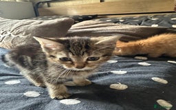Mixed Breed cats for sale: Kittens - Image 2