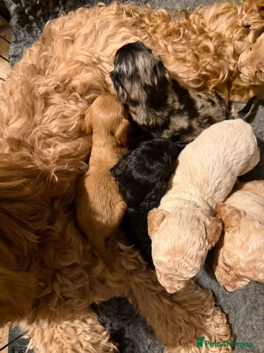 Cockapoo dogs for sale: F2 Cockapoo Puppies - Advert 7