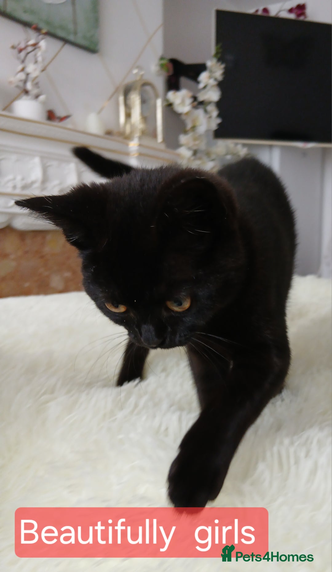 Bombay cats for sale: Three precious female kittens - Image 9