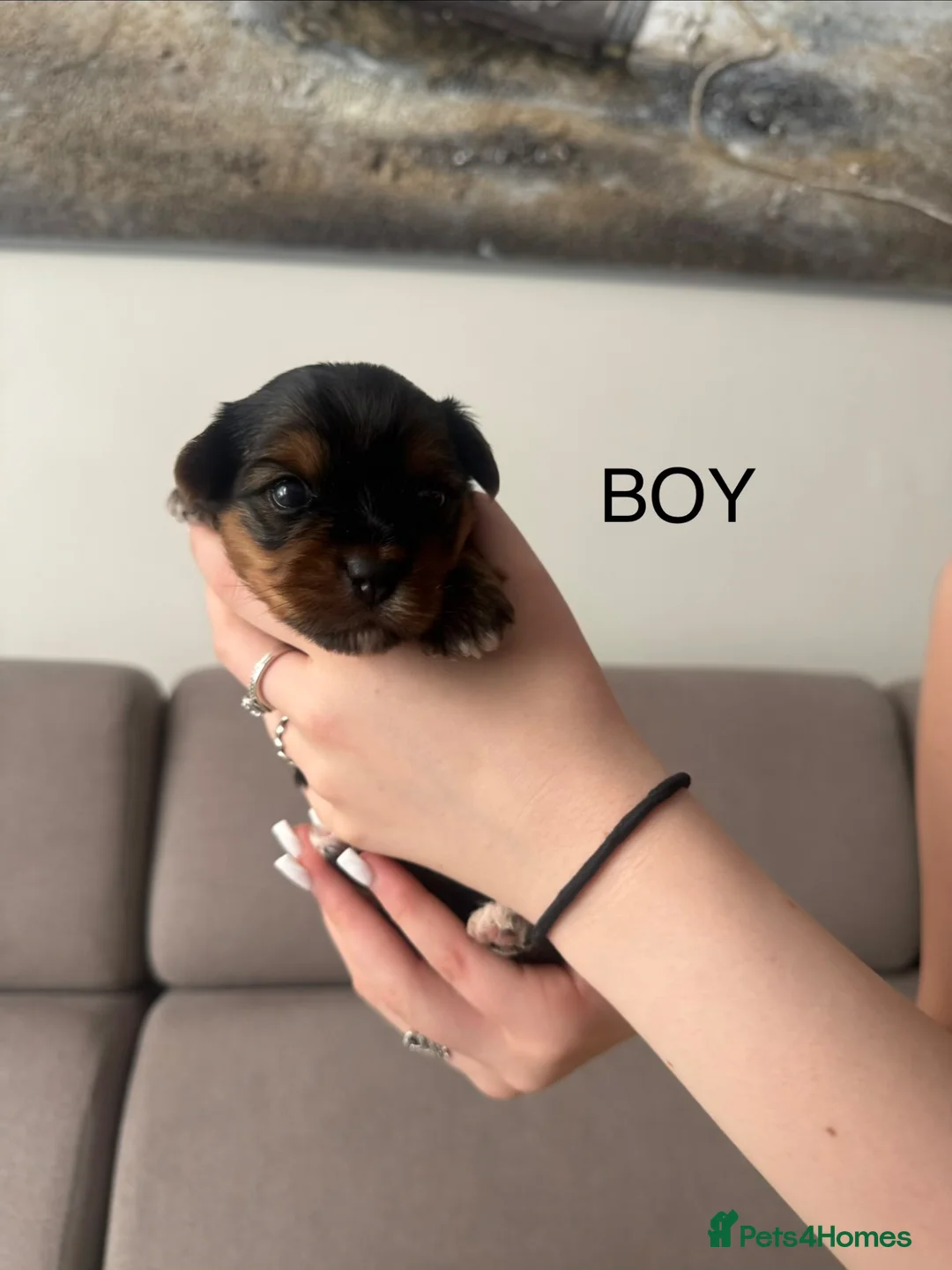 Yorkshire Terrier dogs for sale: YORSHIRE TERRIER 1 BOY 2 GIRLS FOR SALE - Advert 2