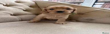 Cockapoo 6