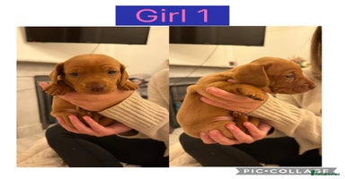 Dachshund dogs Beautiful Dachshund puppies - Advert 7