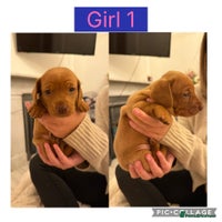 Dachshund dogs Beautiful Dachshund puppies - Advert 7