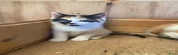 Mixed Breed cats for sale: 10 friendly kittens - Advert 12