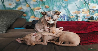 Sphynx cats - Advert 14