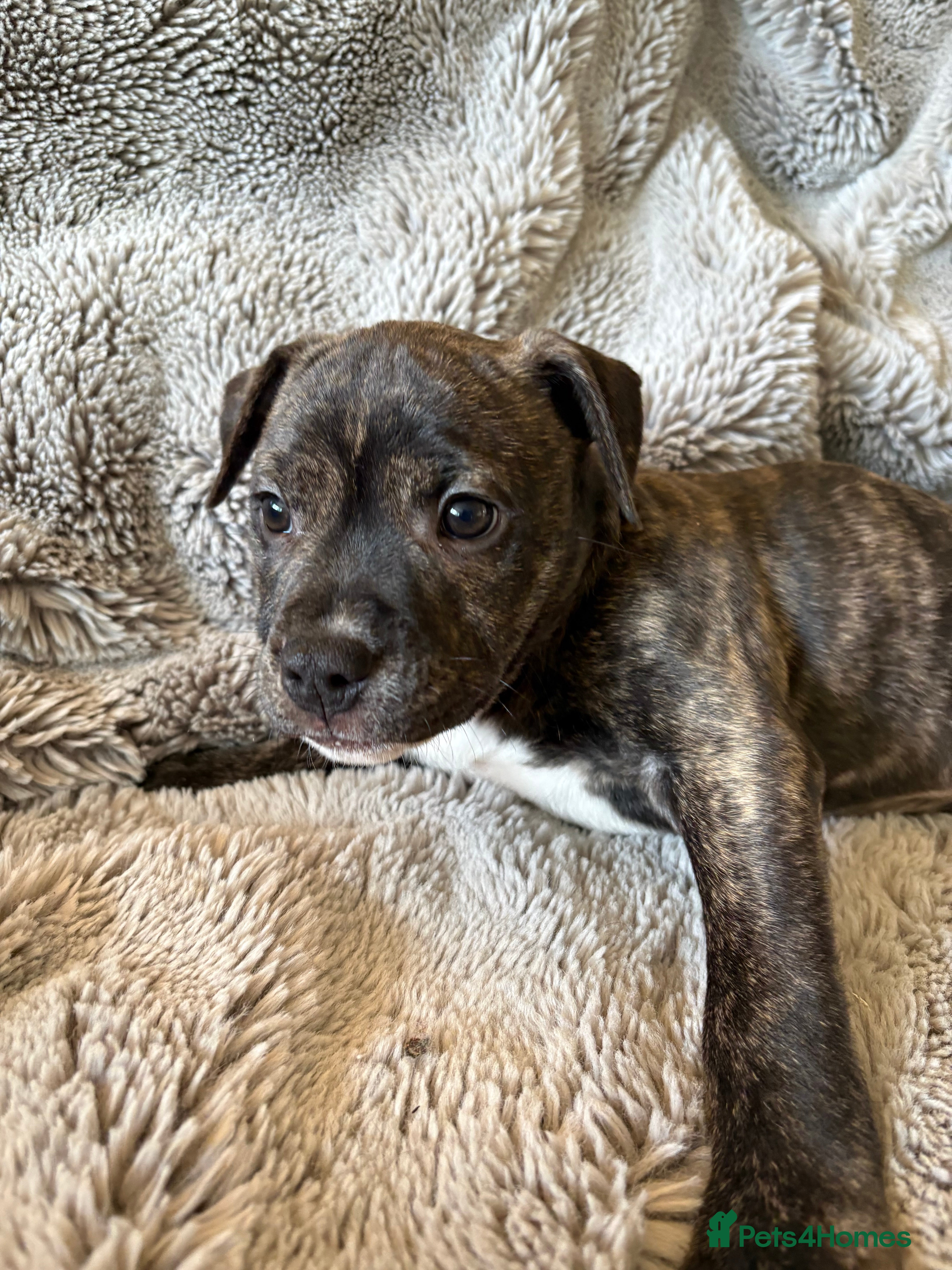 Mixed Breed dogs Amstaff x Staffy puppies - Advert 7