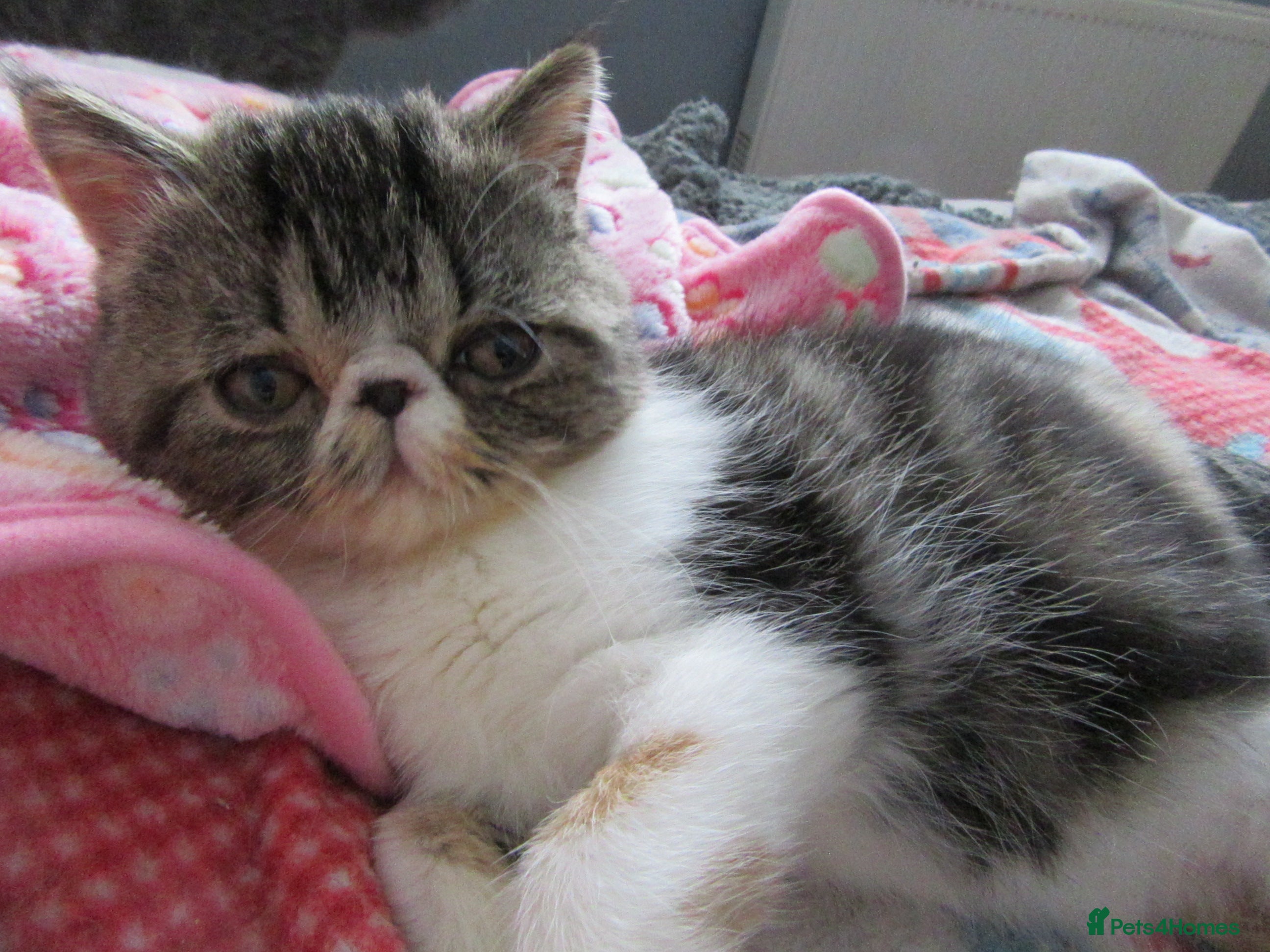 Exotic cats Super sweet Exotic female kitten READY NOW - Advert 14