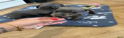 Dachshund dogs for sale: Dachshund Puppies - Advert 12