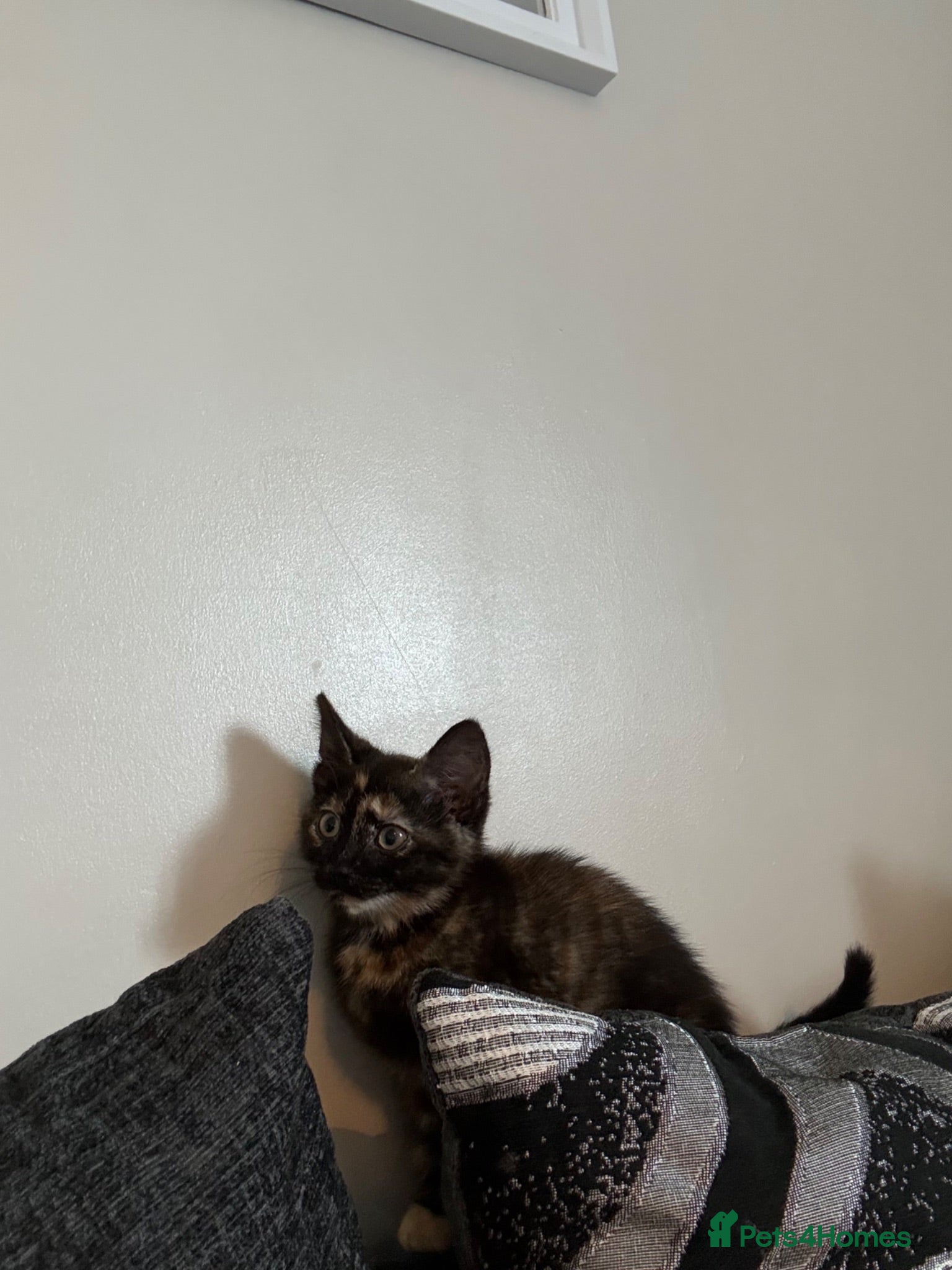 Mixed Breed cats Kitten for sale  - Advert 2