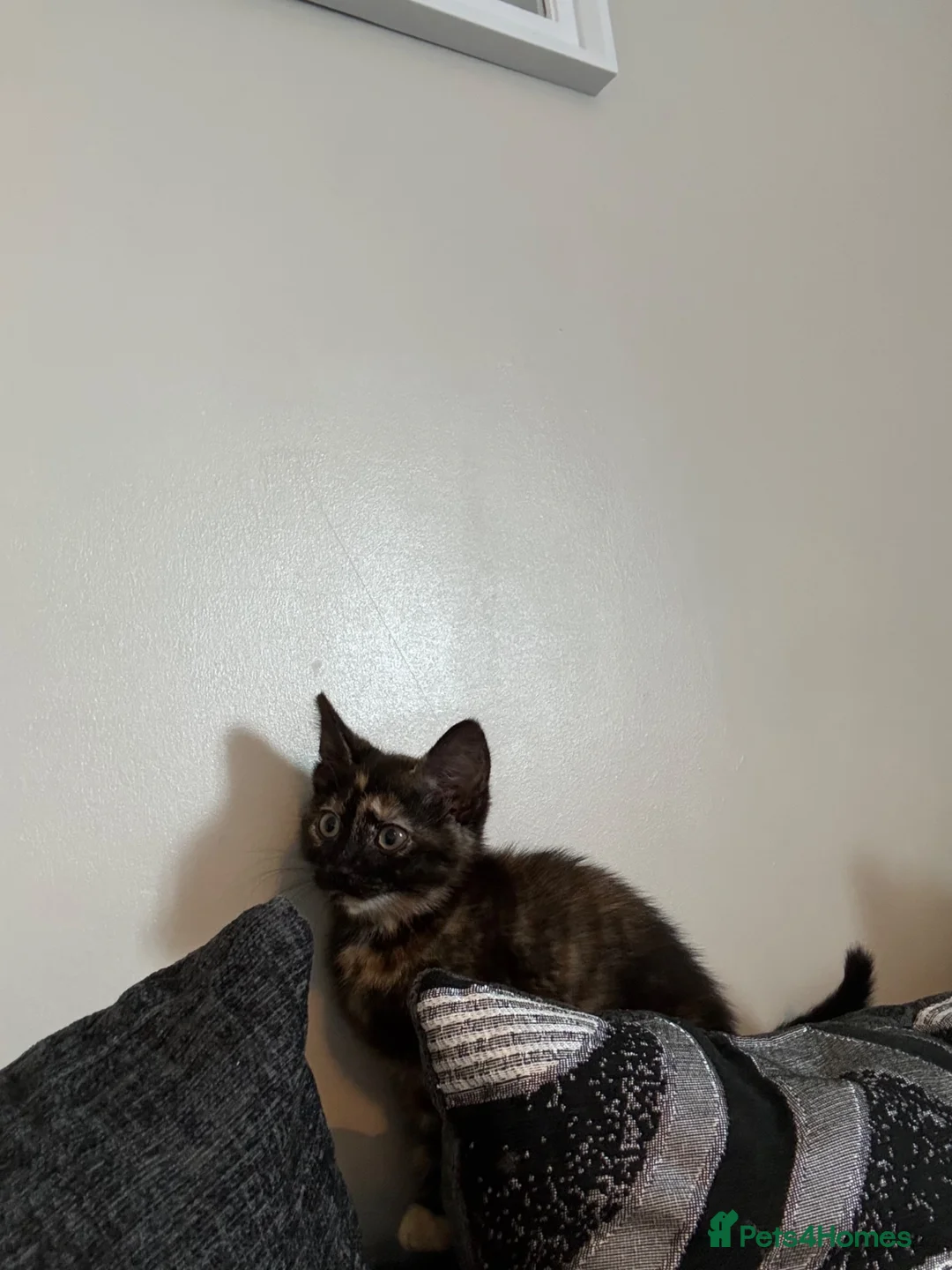Mixed Breed cats for sale: Kitten for sale  - Advert 1