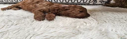 Toy Poodle dogs for sale: KC Toy Poodles  - Advert 8
