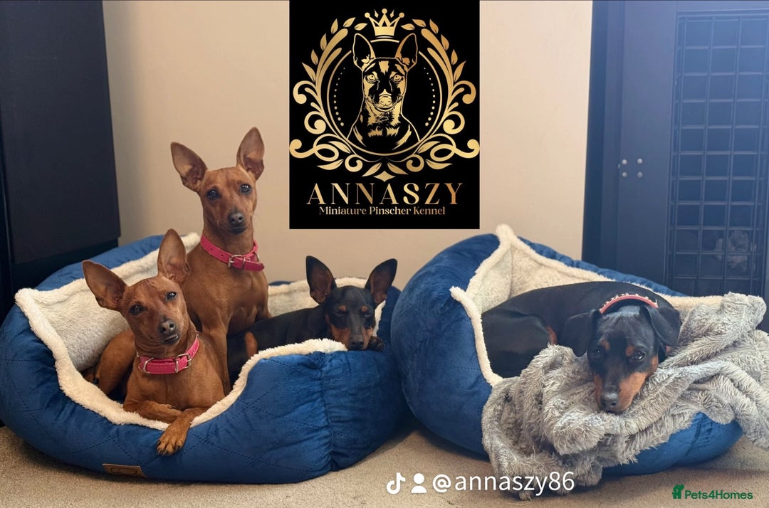 Miniature Pinscher dogs for sale: Pure 100% Miniature Pinscher-Licensed Breeder🐾❤️  - Image 6