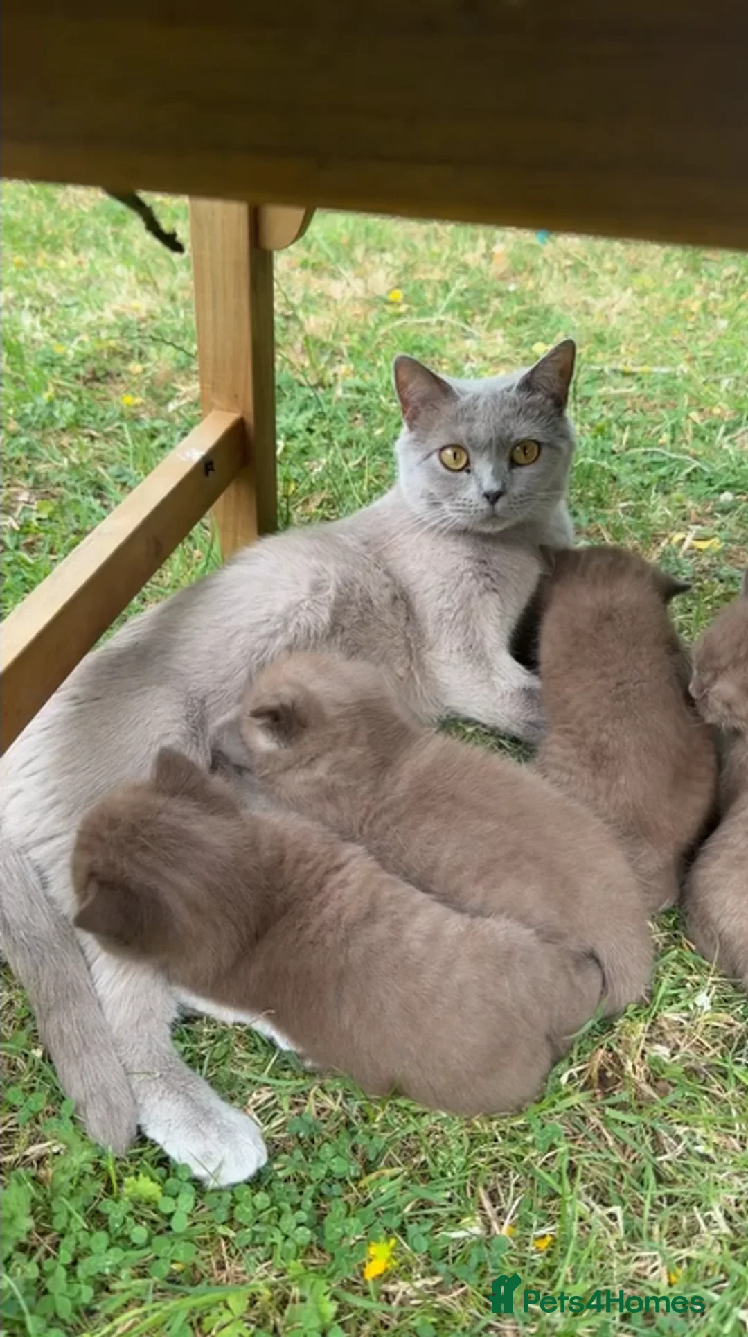 Mixed Breed cats for sale: Looking for a New Home for Our 3-Month-Old Kitten in Chelmsford - Advert 2