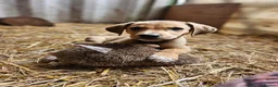 Lurcher dogs for sale: Stunning Kelpie lurchers  - Advert 28