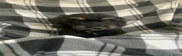 Cockapoo dogs for sale:  Beautiful Cockerpoo F1 Puppies Ready Now 🐾  🏡 - Advert 8