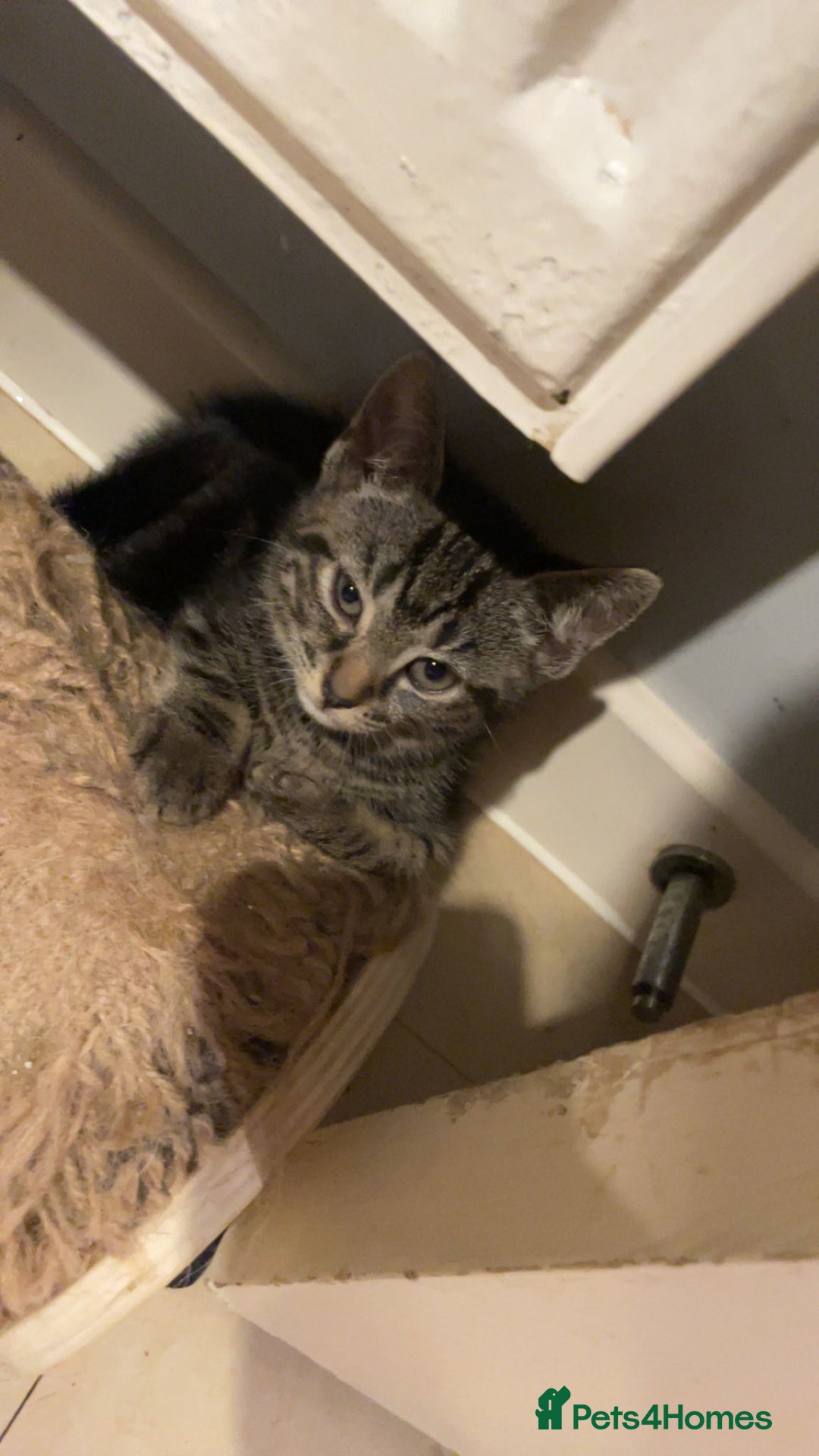 British Shorthair cats for sale: Beautiful British shorthair kittens 90£ for two in West Drayton - Image 10