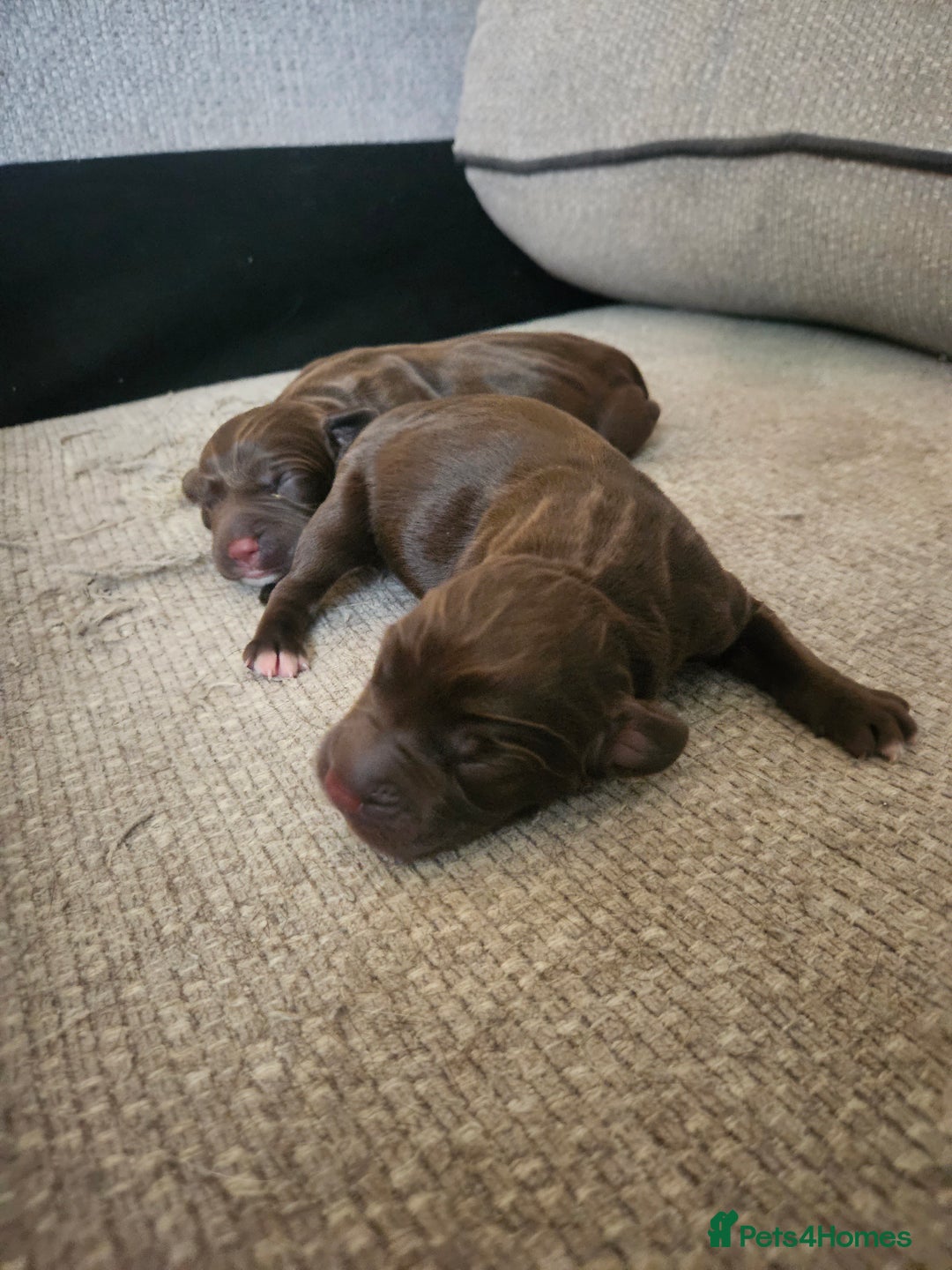 Springador dogs for sale: Two springador puppies - Image 8
