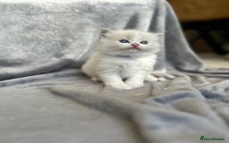 Ragdoll cats for sale: Beautiful Blue Tabby Ragdoll Fur Babies  - Image 5
