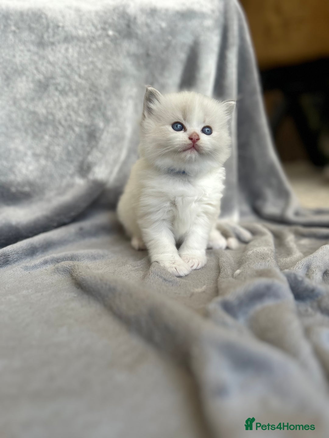 Ragdoll cats for sale: Beautiful Blue Tabby Ragdoll Fur Babies  - Image 5
