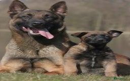Belgian Shepherd Dog dogs for sale: Belgian malinois  - Image 4