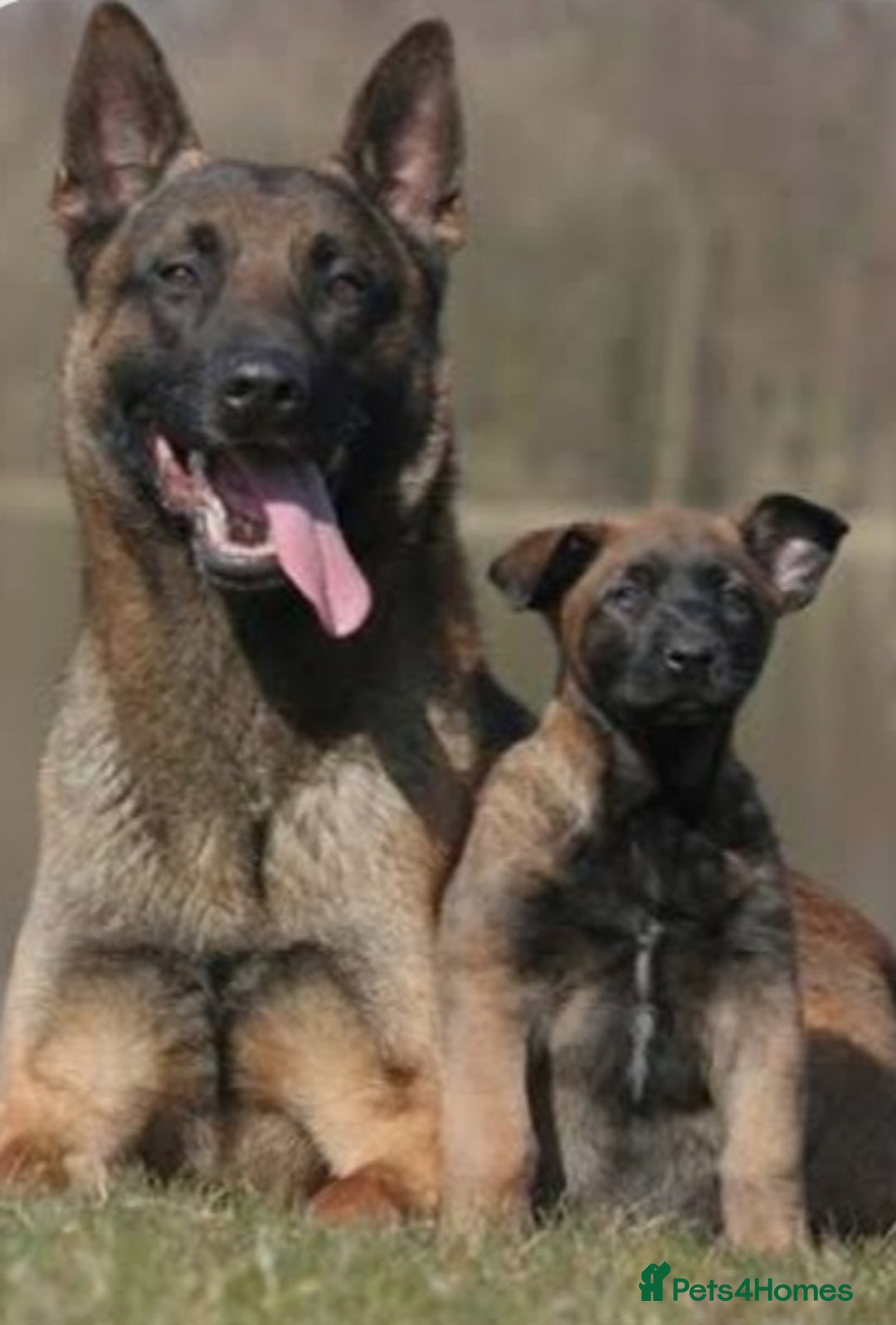 Belgian Shepherd Dog dogs for sale: Belgian malinois  - Image 4