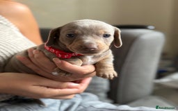 Miniature Dachshund dogs for sale: Kennel club registered dachshund puppys PRA clear  - Image 28
