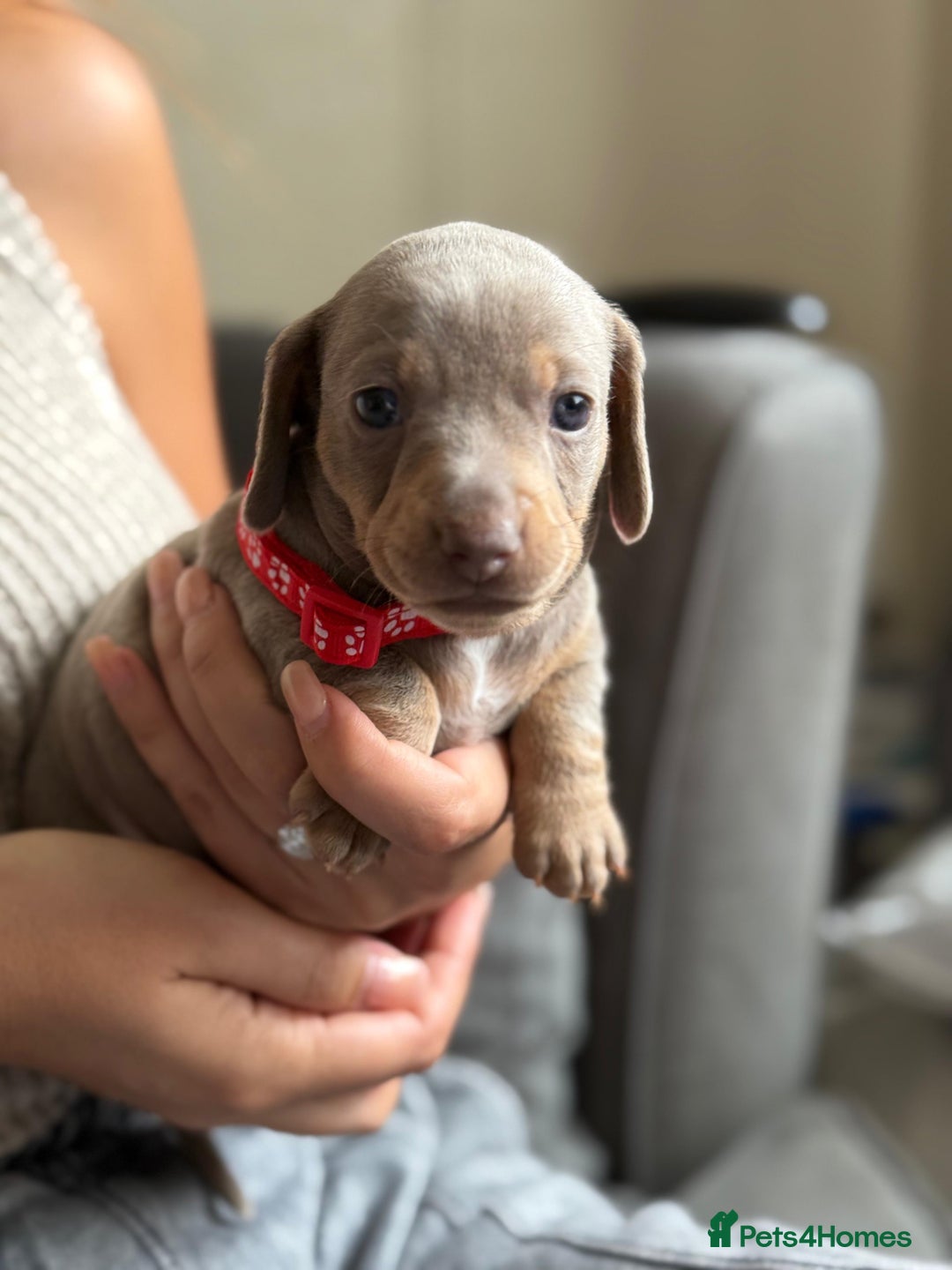 Miniature Dachshund dogs for sale: Kennel club registered dachshund puppys PRA clear  - Image 28