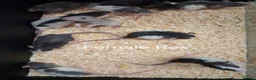 Rat rodents for sale: Baby Dumbo Rat's available, Males & Females  - Advert 5