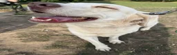 Labrador Retriever dogs for stud: For Stud only  in Sidcup - Advert 2