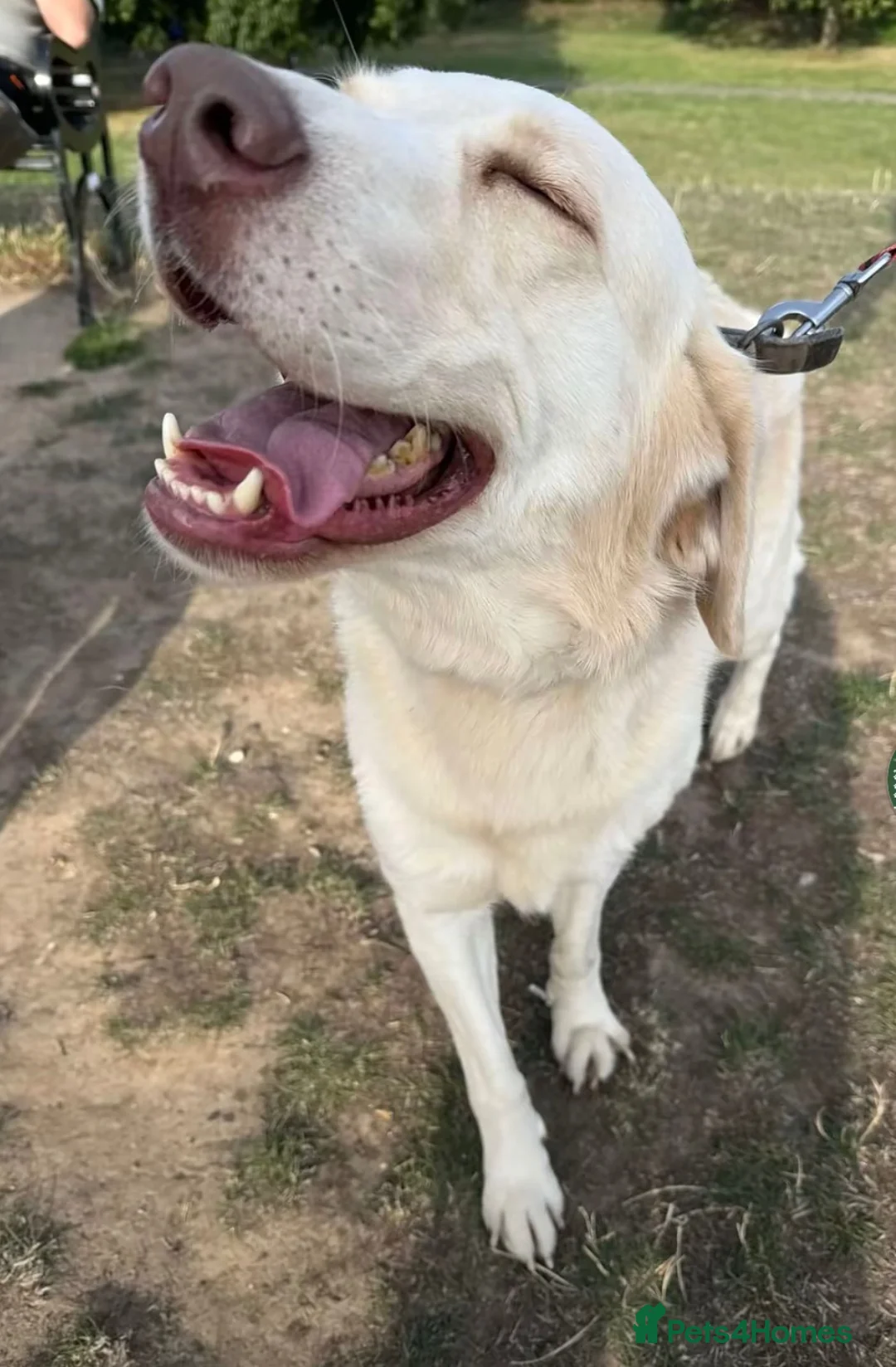 Labrador Retriever dogs for stud: For Stud only  in Sidcup - Advert 2
