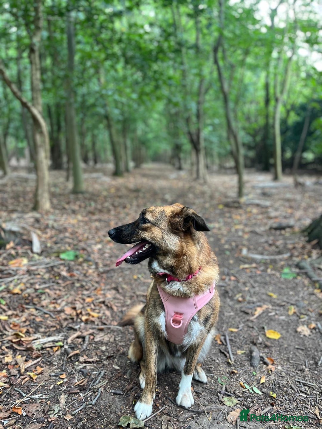 Mixed Breed dogs for sale: Mixed breed gorgeous female Cici - Image 2