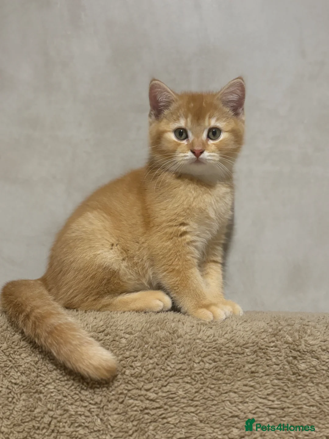 British Shorthair cats for sale: Ready to go! in Pontefract - Advert 21