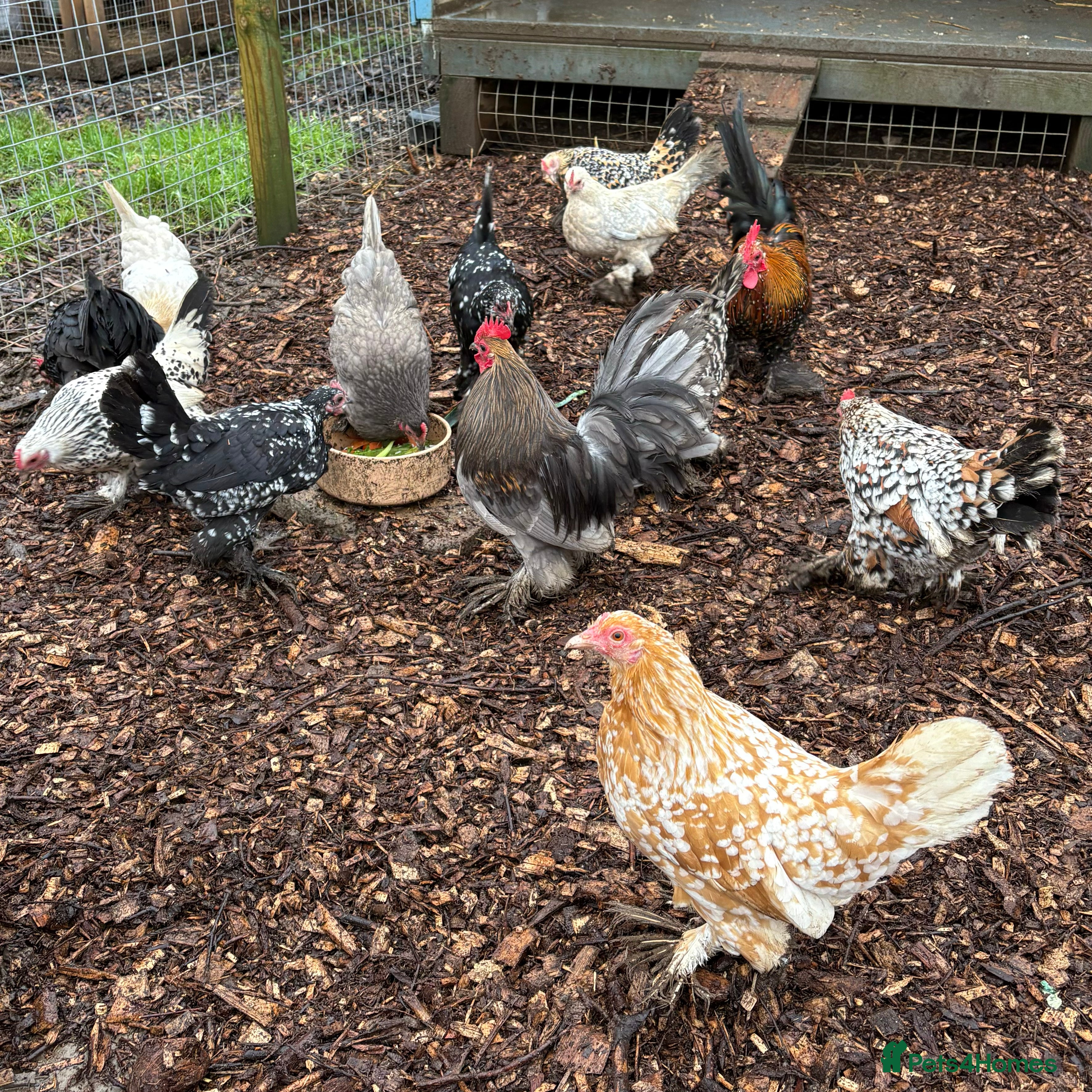 Chickens poultry Sablepoot Hatching Eggs (Booted Bantams) - Advert 18