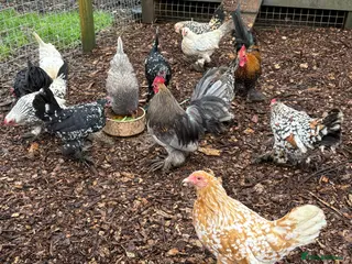 Chickens poultry Sablepoot Hatching Eggs (Booted Bantams) - Advert 5