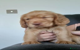 Cocker Spaniel dogs for sale: 3Beautiful show type cocker spaniels 💕♥️ 💙💕 - Image 9