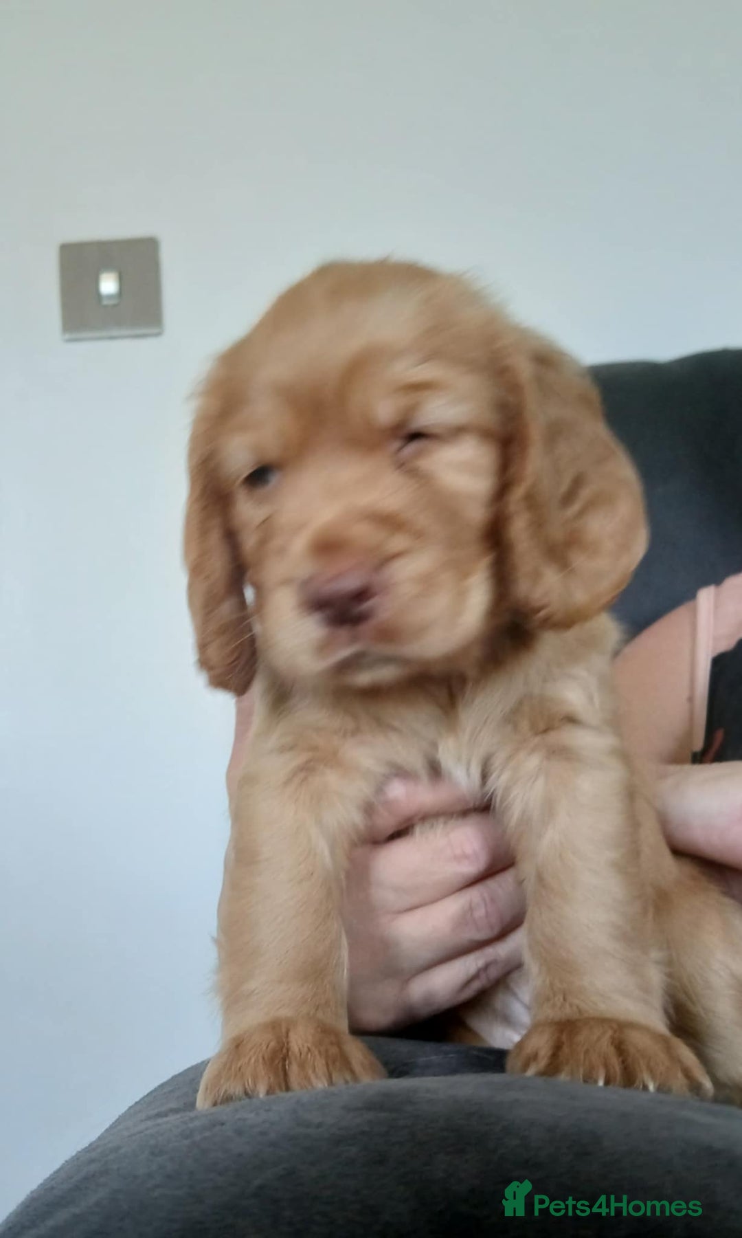 Cocker Spaniel dogs for sale: 3Beautiful show type cocker spaniels 💕♥️ 💙💕 - Image 9