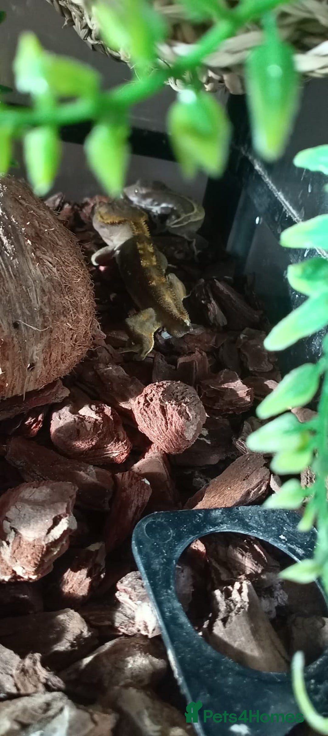 Bearded Dragon reptiles for sale: 3 crested geckos and enclosure. - Advert 7