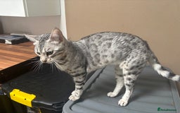 Bengal cats for sale: Beautiful Silver Bengal Girl - Image 4