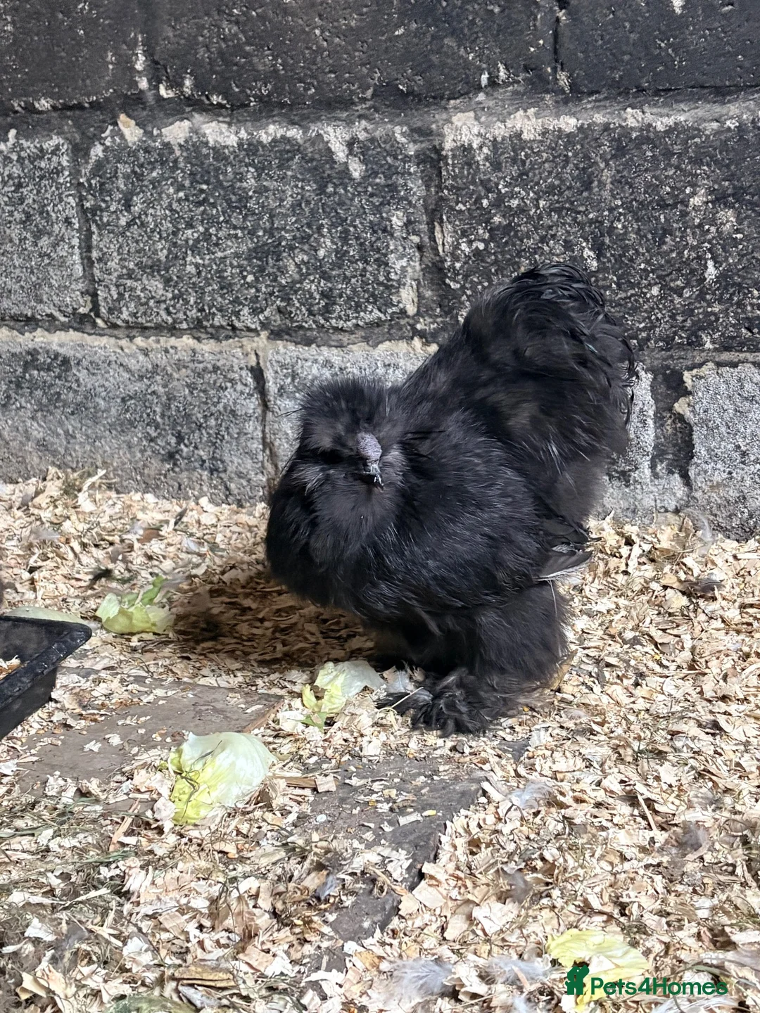 Chickens poultry for sale: USA silkies  - Advert 2