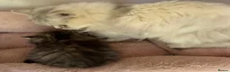 Persian cats for sale: Chinchilla Persian kittens doll face  - Advert 3