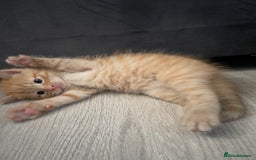 British Shorthair cats for sale: 5 kitties for sale  - Image 11