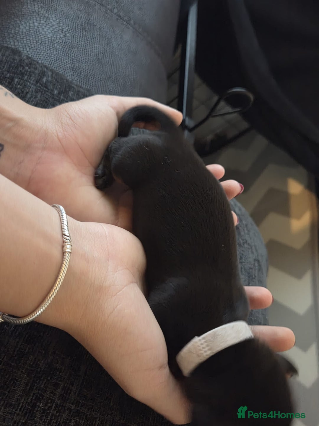 Miniature Dachshund dogs for sale: AWESOME MINIATURE PUPPIES - Advert 3