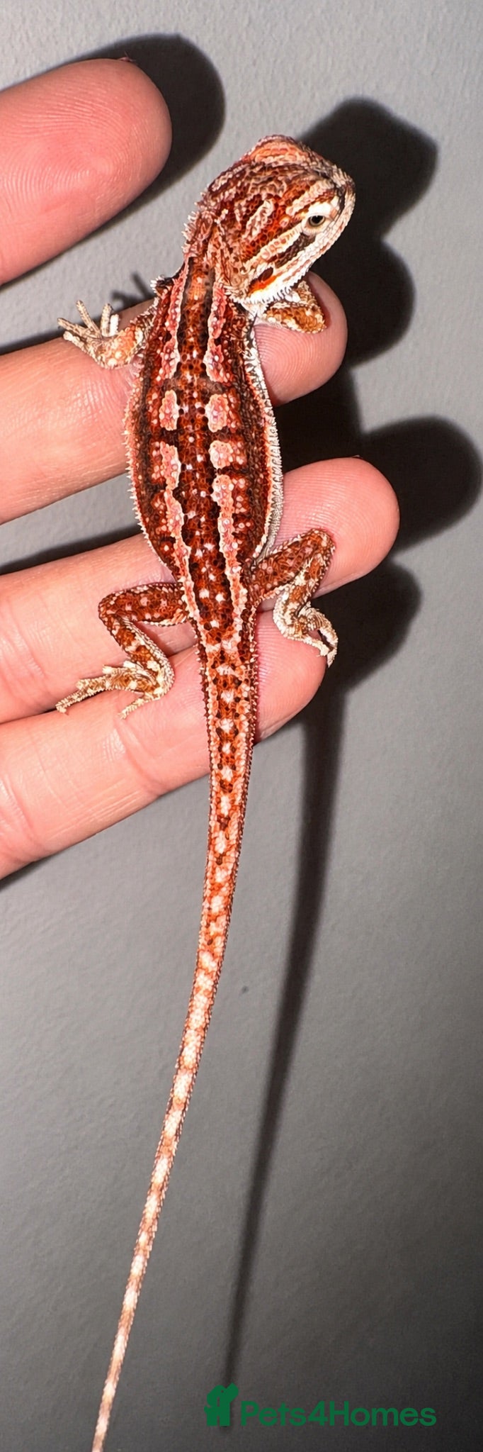 Bearded Dragon reptiles 🦎 beautiful G stripped dragons 🐉  - Advert 12