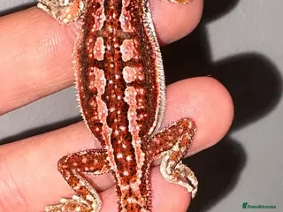 Bearded Dragon reptiles 🦎 beautiful G stripped dragons 🐉 - Advert 12
