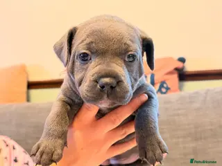 Staffordshire Bull Terrier dogs Kc health clear - Advert 2